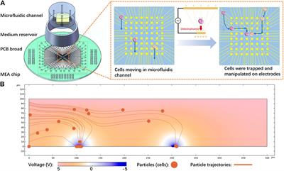 Single neurons on microelectrode array chip: manipulation and analyses